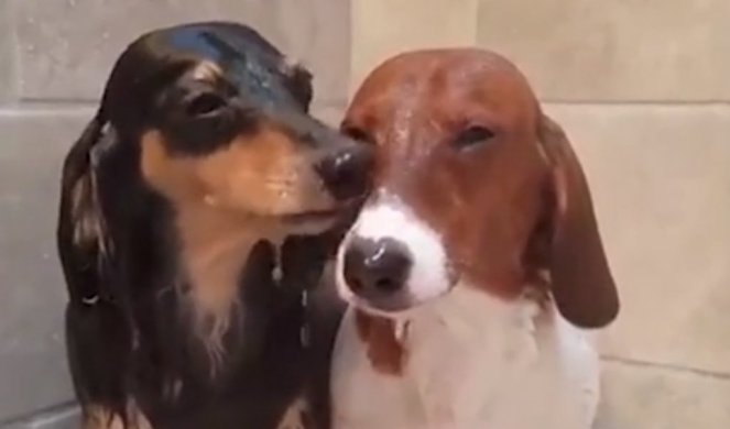 NEĆE DA SE KUPAJU! Psi se svađaju sa vodom (Video)