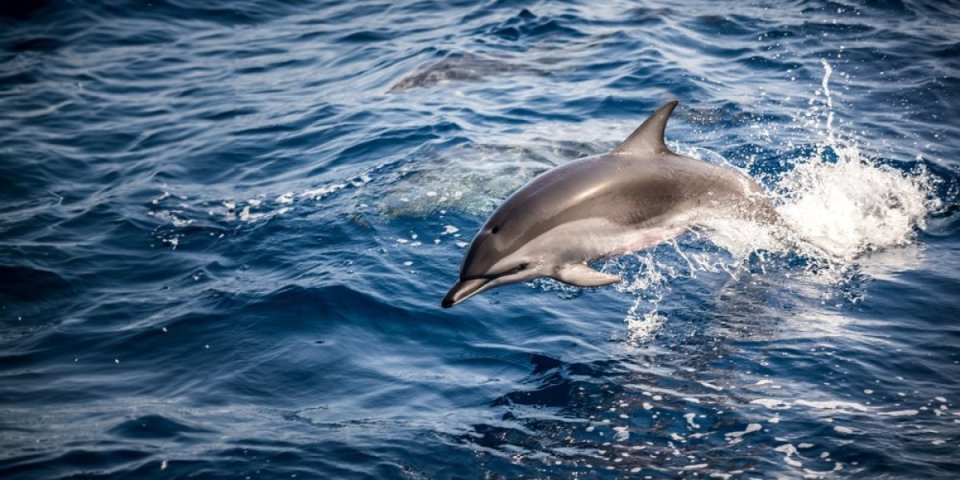 Delfini oboljevaju od Alchajmera! Bolest od koje omiljeni dobri sisari umiru