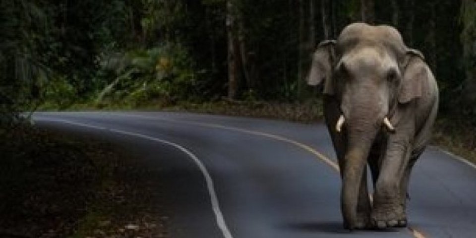 Slon pobegao iz cirkusa pa krenuo u šetnju gradom! Lokalno stanovništvo nije moglo da se načudi (VIDEO)